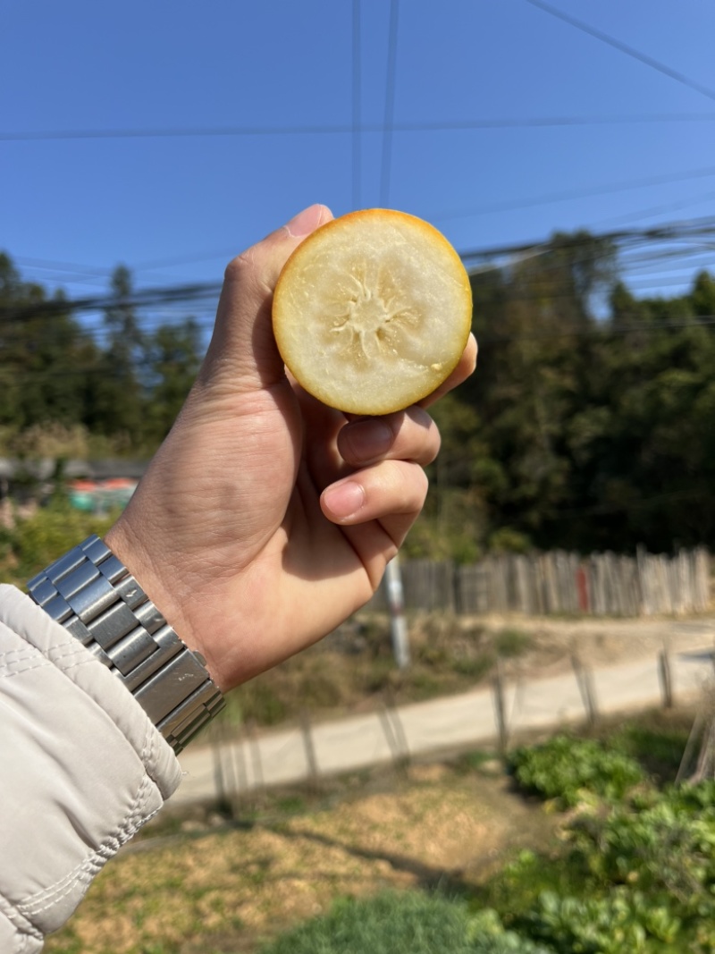 广西融安金桔(一件代发)内蒙东三西北不加价直发