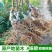 红心猕猴桃苗原产地基地直发现挖现发嫁接苗