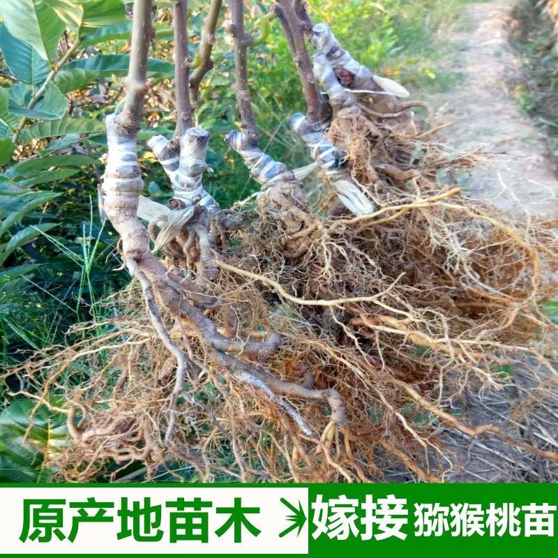 红心猕猴桃苗原产地基地直发现挖现发嫁接苗