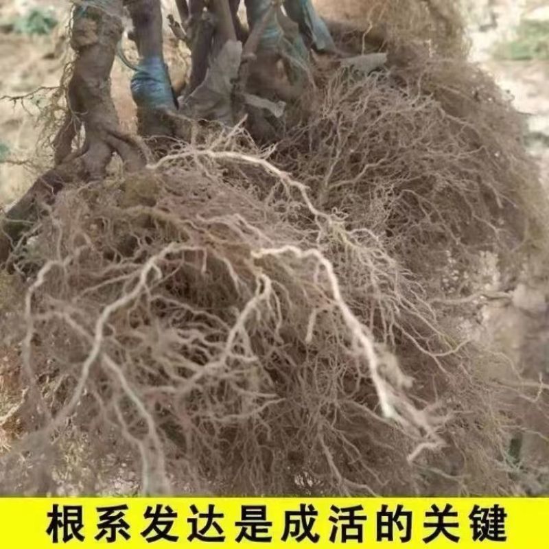 红心猕猴桃苗原产地基地直发现挖现发嫁接苗
