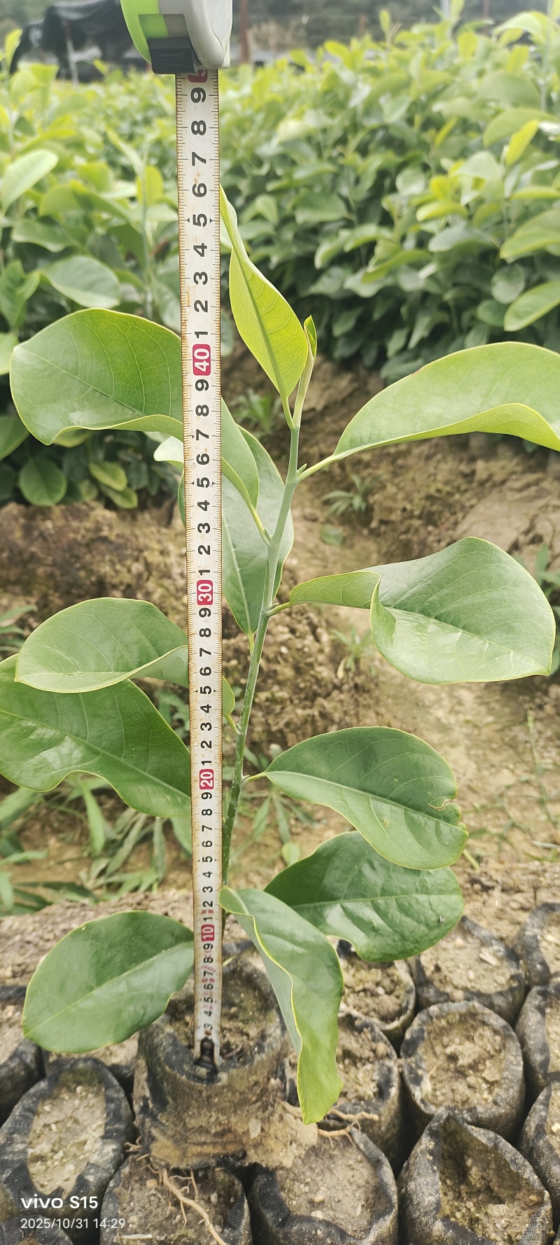 深山含笑容器苗