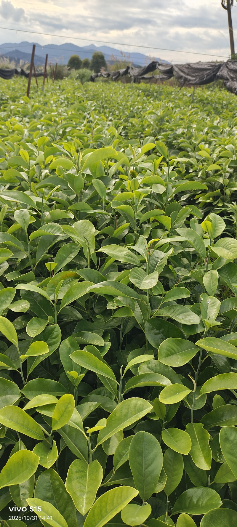 深山含笑容器苗