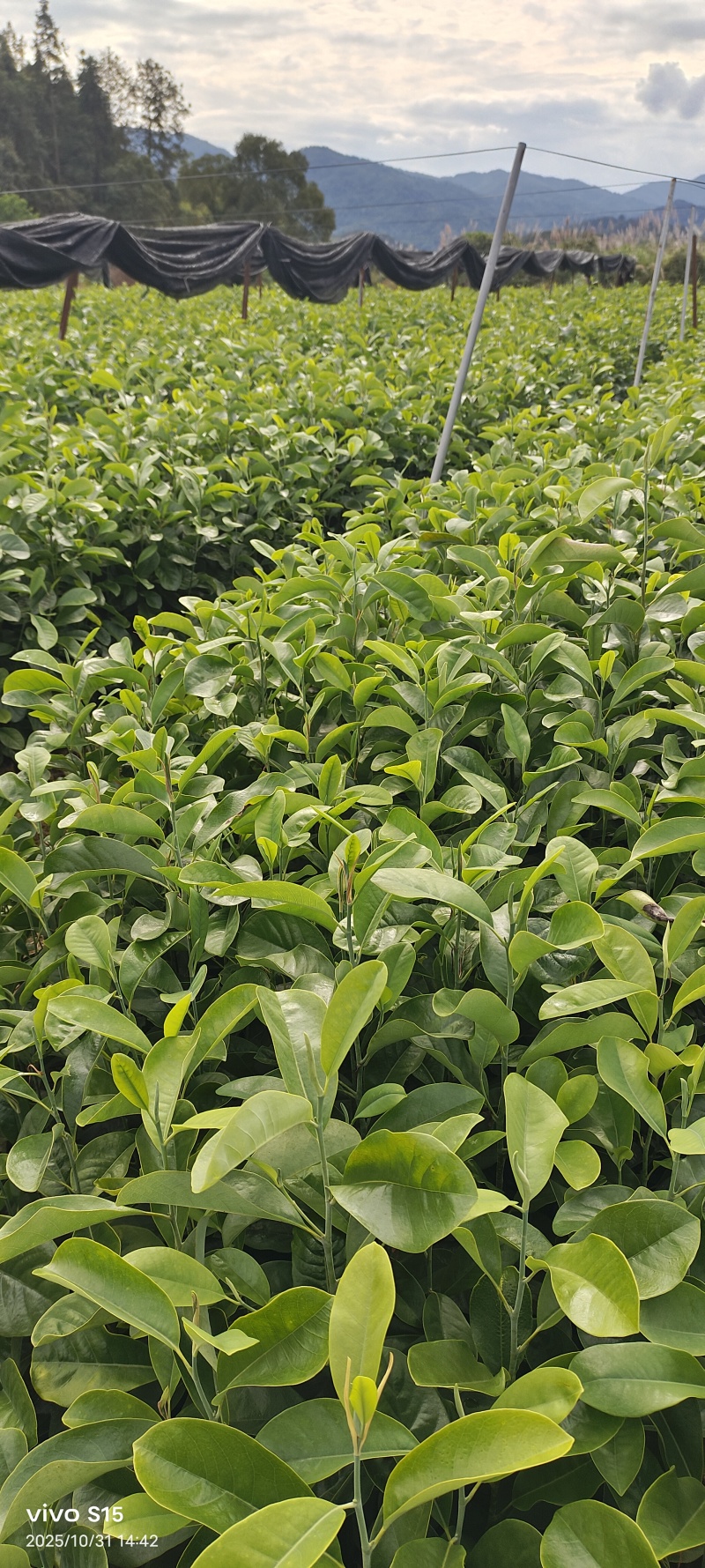深山含笑容器苗