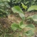 深山含笑容器苗