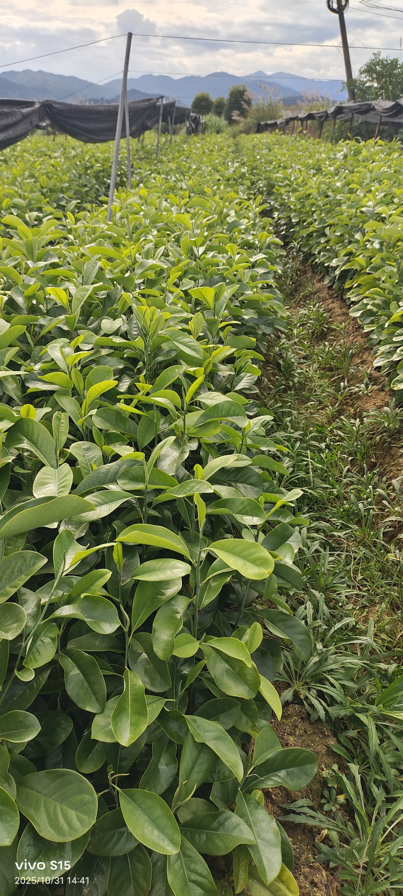 深山含笑容器苗