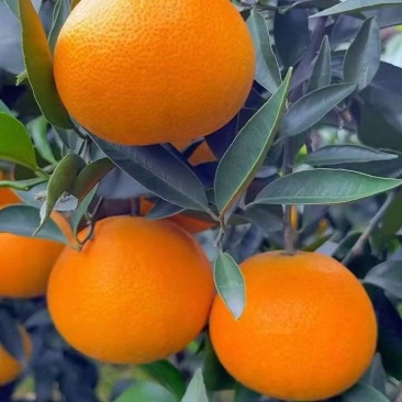 爱媛橙