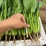 精品，通货菠菜