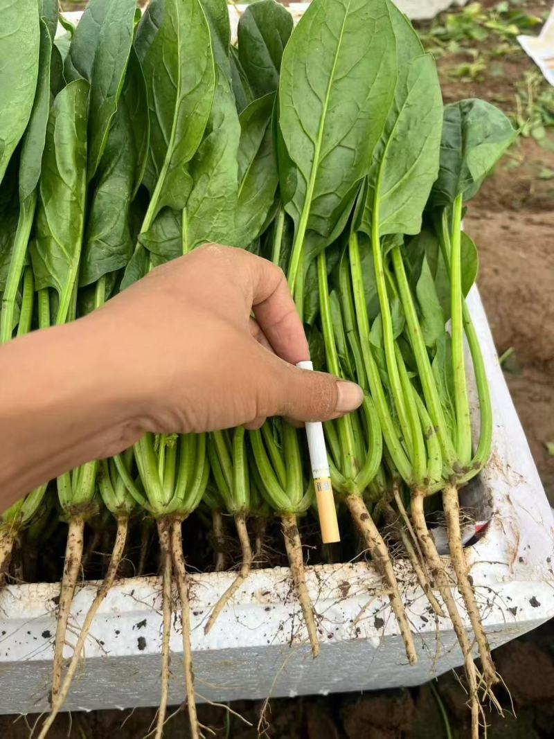 精品，通货菠菜