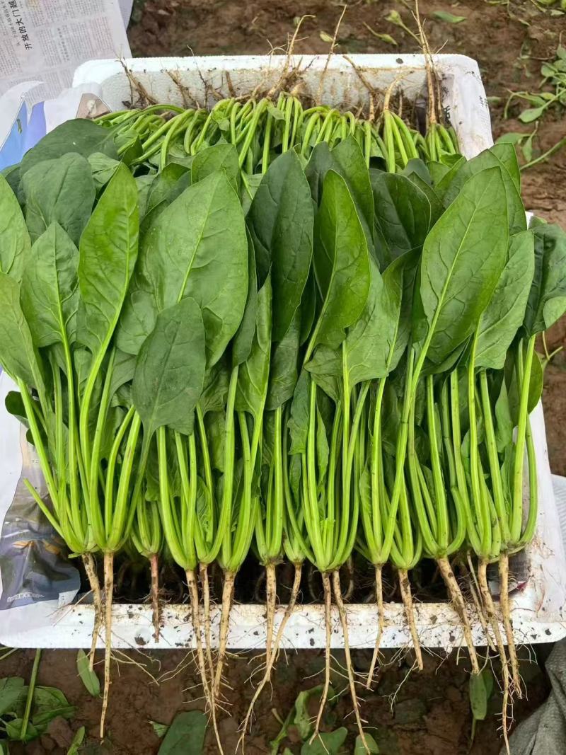 精品，通货菠菜