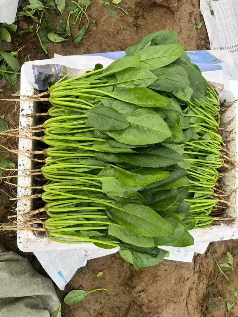 精品，通货菠菜