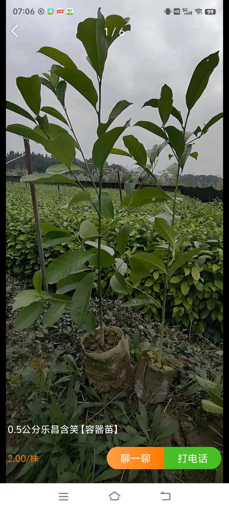 乐昌含笑袋苗