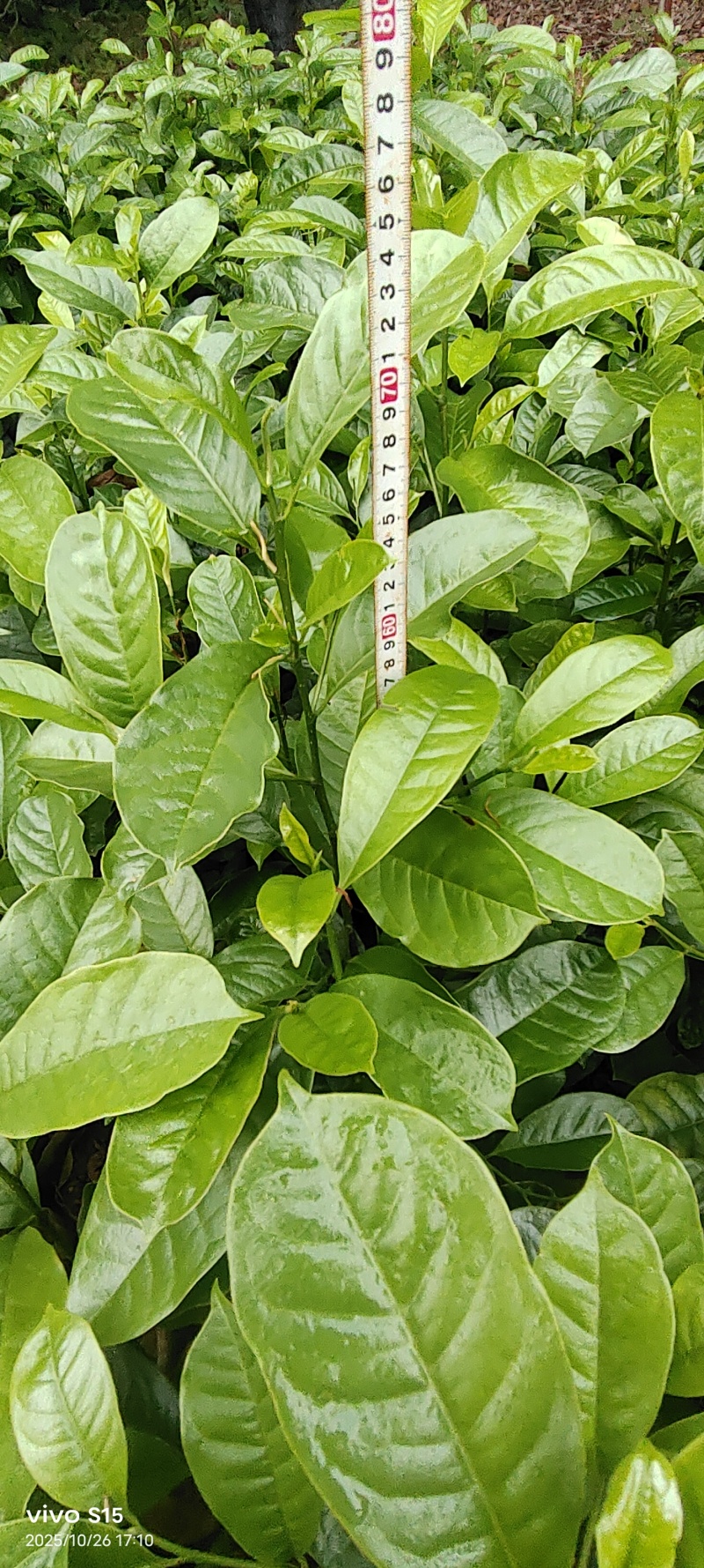 乐昌含笑袋苗