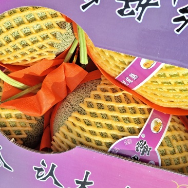 哈蜜瓜