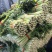精品小棵西芹，山东金乡，亮黄杆，叶面好，大棚里优质芹菜，
