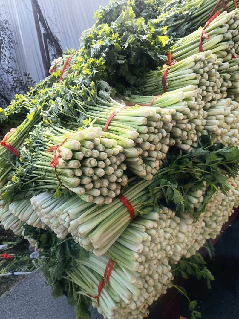精品小棵西芹，山东金乡，亮黄杆，叶面好，大棚里优质芹菜，