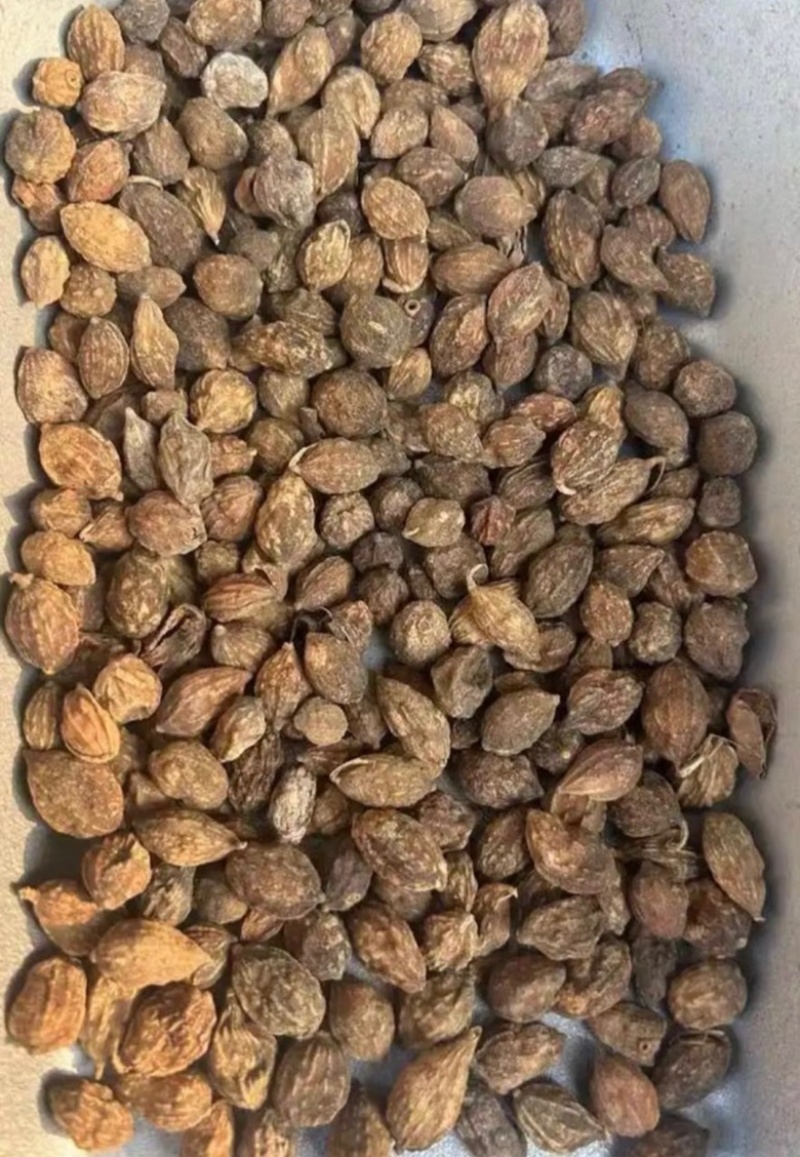益智仁海南道地益智仁中药材批发零售保质保量