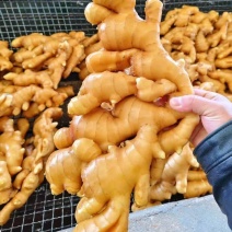 新鲜【姜母】【姜巴】水洗姜母.精品姜药厂，欢迎选购