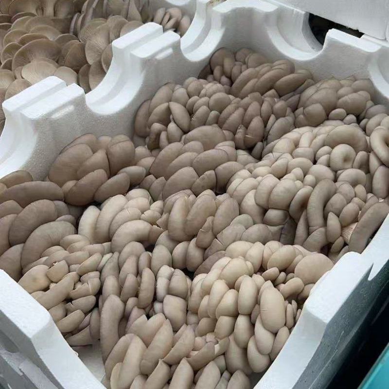 江苏精品平菇/对接市场加工厂/烧烤店/食堂/欢迎来电谈