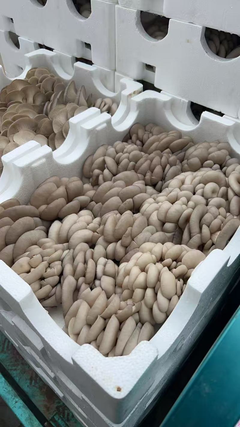 江苏精品平菇/对接市场加工厂/烧烤店/食堂/欢迎来电谈