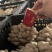 江苏精品平菇/对接市场加工厂/烧烤店/食堂/欢迎来电谈