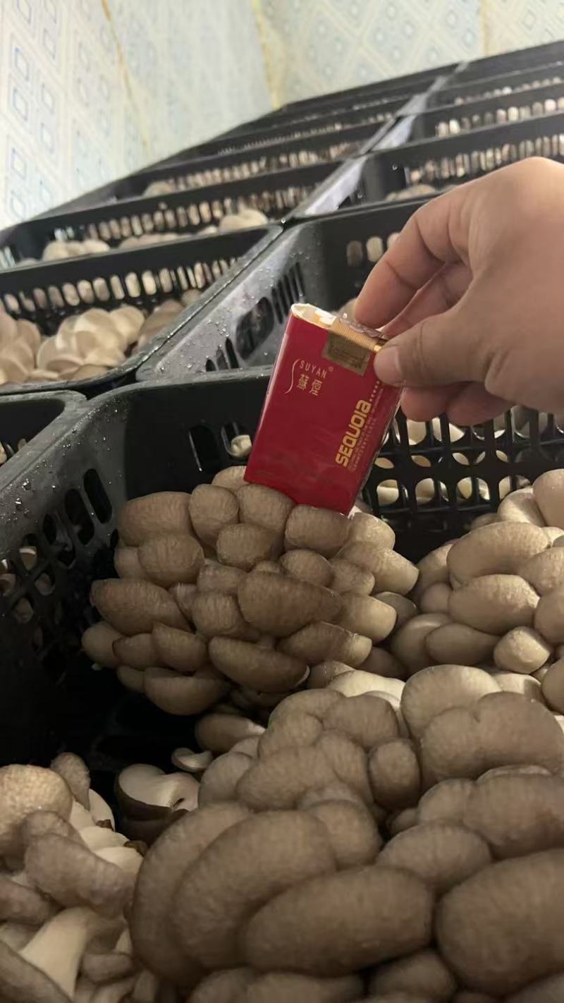 江苏精品平菇/对接市场加工厂/烧烤店/食堂/欢迎来电谈