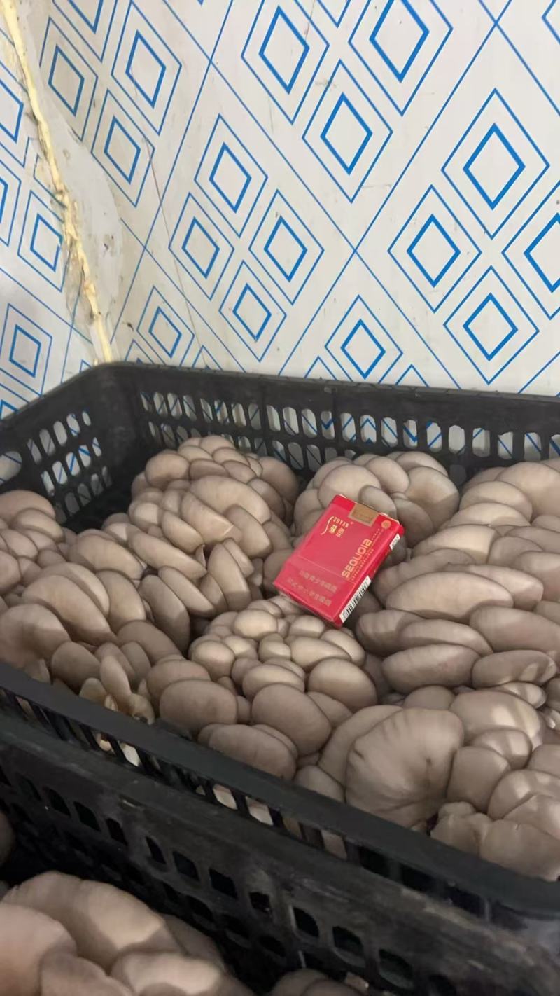 江苏精品平菇/对接市场加工厂/烧烤店/食堂/欢迎来电谈