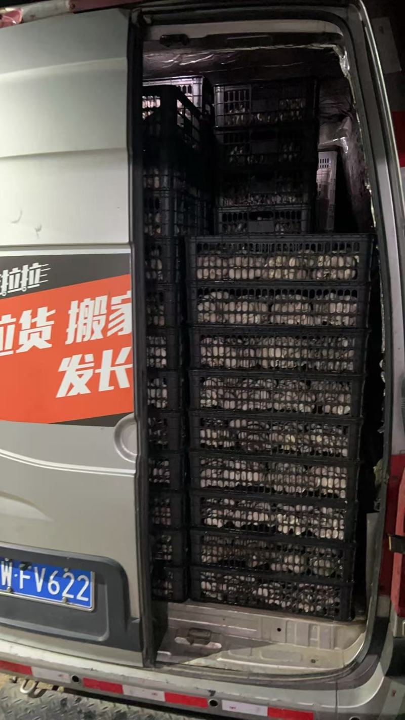 江苏精品平菇/对接市场加工厂/烧烤店/食堂/欢迎来电谈