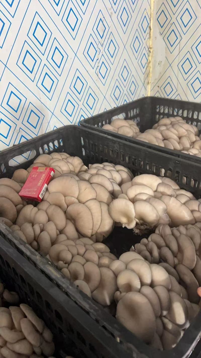 江苏精品平菇/对接市场加工厂/烧烤店/食堂/欢迎来电谈