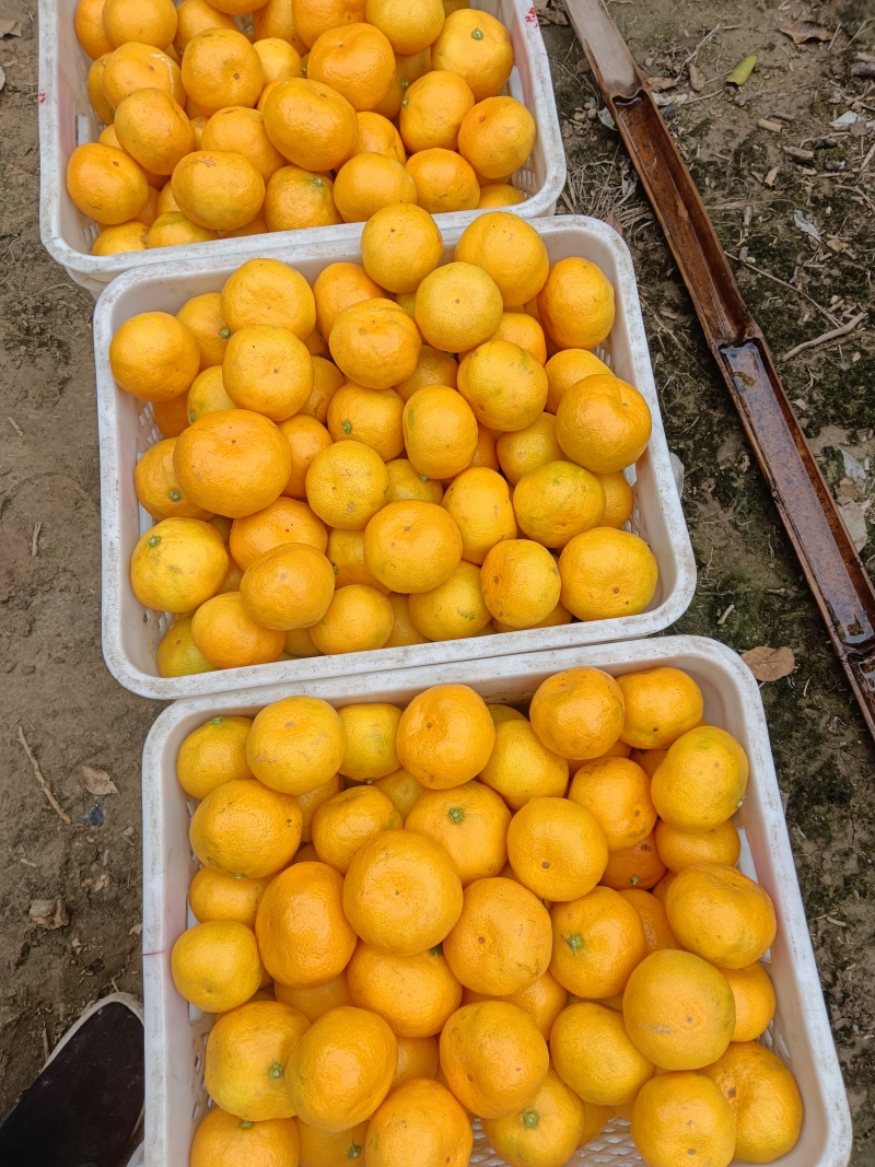 三门蜜桔子价格0。8角一斤大果