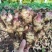 红芽姜产地一手货源/规格齐全/品质保证/实力代办代发全国
