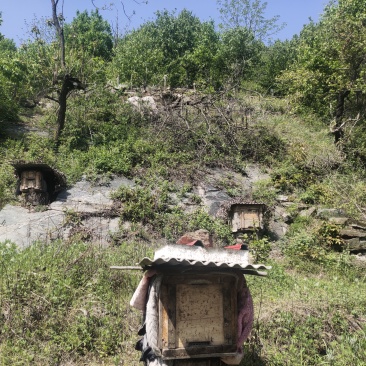 河南深山土蜂蜜