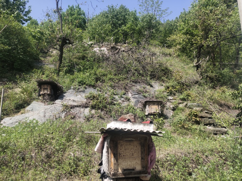 河南深山土蜂蜜