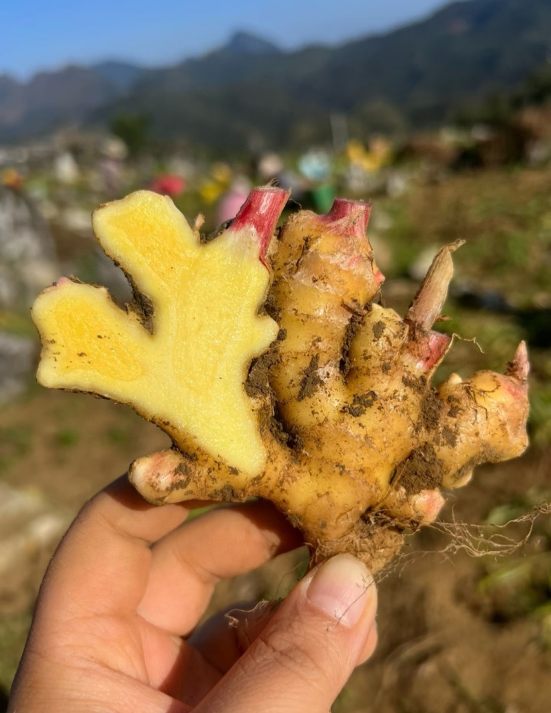 红芽姜/小黄姜/山东生姜/规格齐全（诚信经营）实力代办