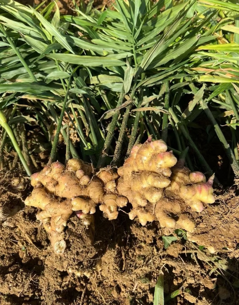 红芽姜/小黄姜/山东生姜/规格齐全（诚信经营）实力代办