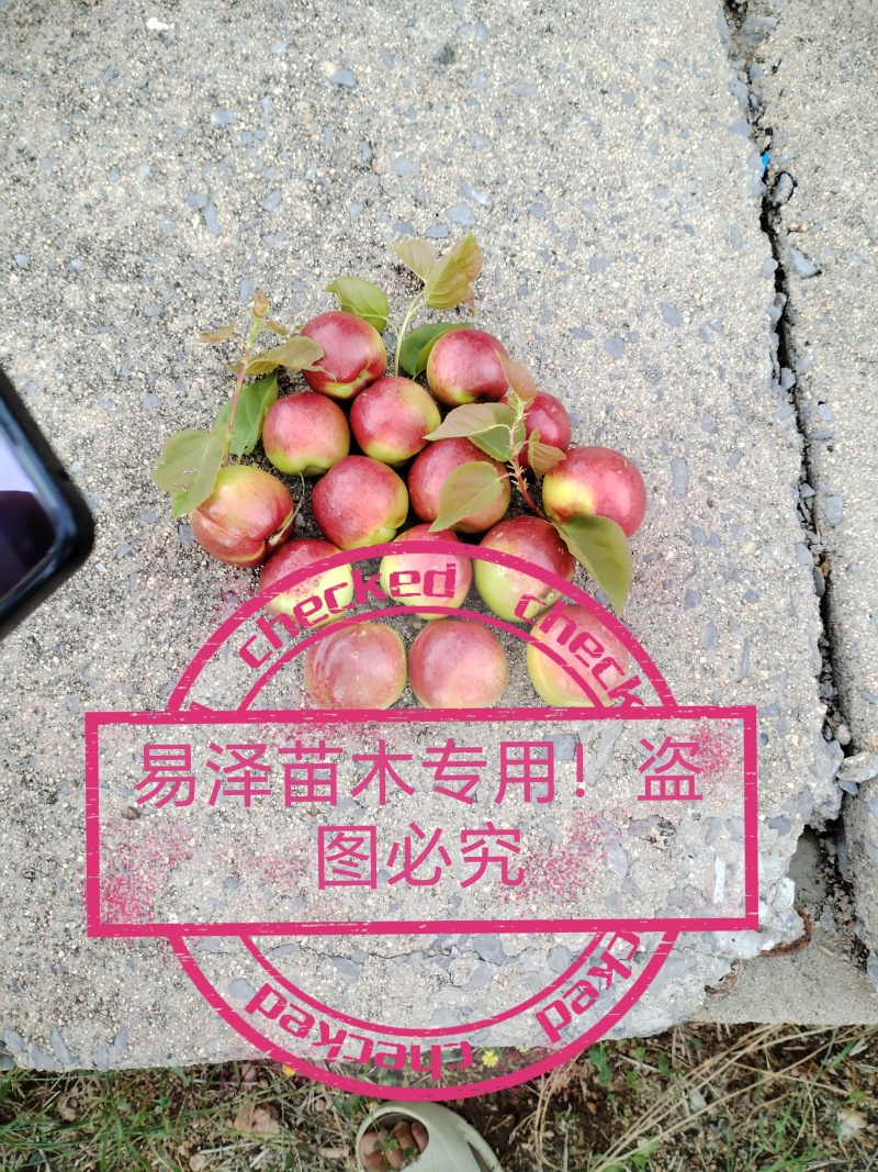 红将军杏苗