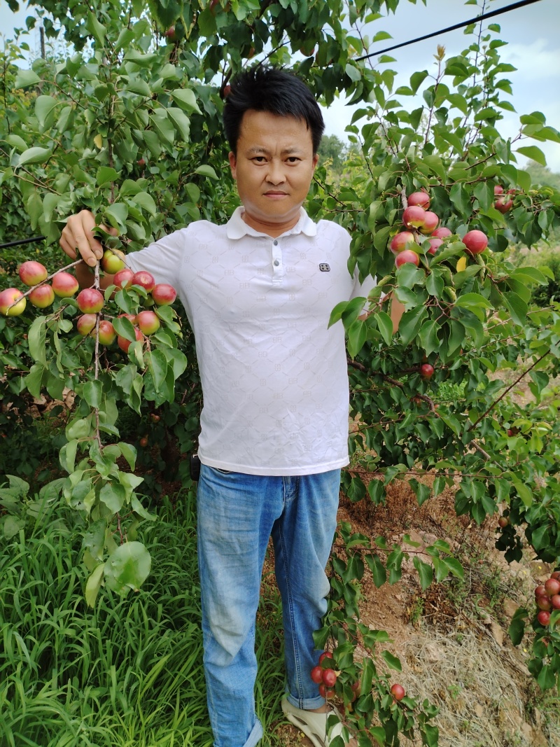红将军杏苗
