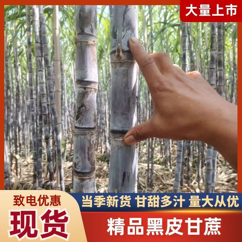 精品黑皮甘蔗货源充足量大从优质量保证产地供应欢迎咨询
