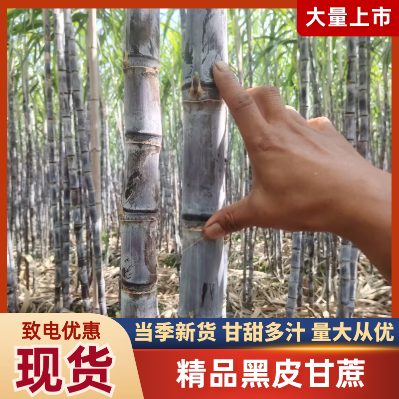 精品黑皮甘蔗货源充足量大从优质量保证产地供应欢迎咨询