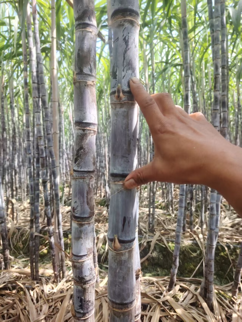 精品黑皮甘蔗货源充足量大从优质量保证产地供应欢迎咨询