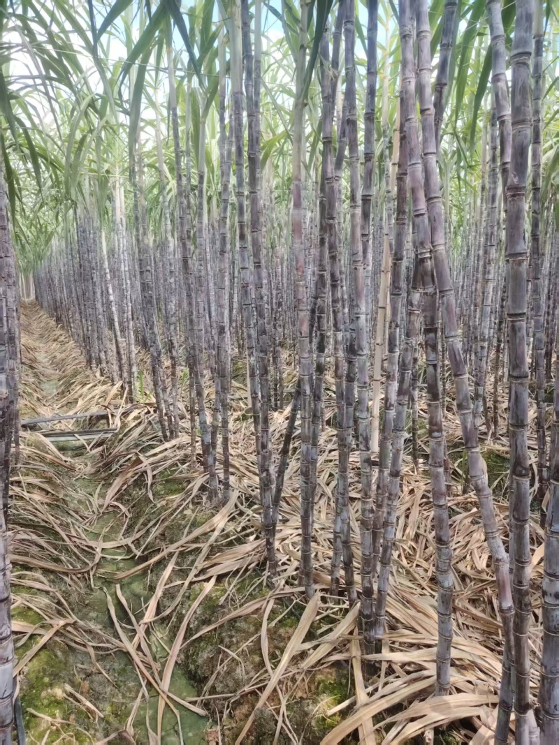 精品黑皮甘蔗货源充足量大从优质量保证产地供应欢迎咨询