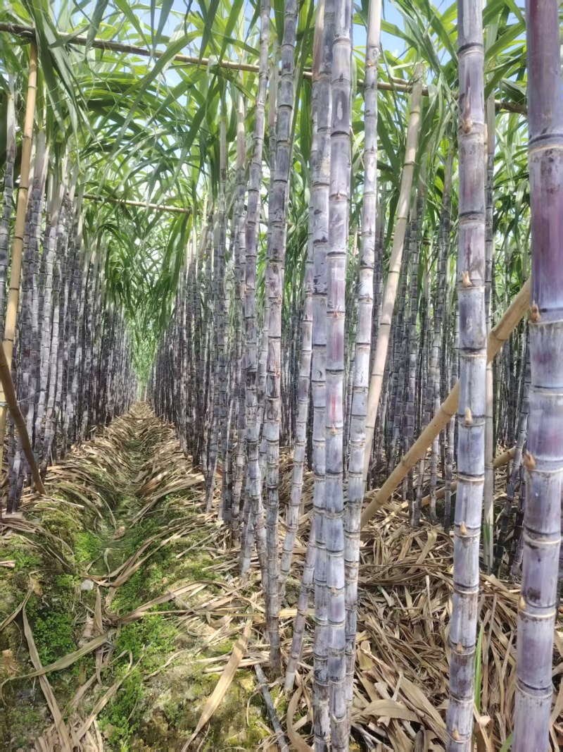 精品黑皮甘蔗货源充足量大从优质量保证产地供应欢迎咨询