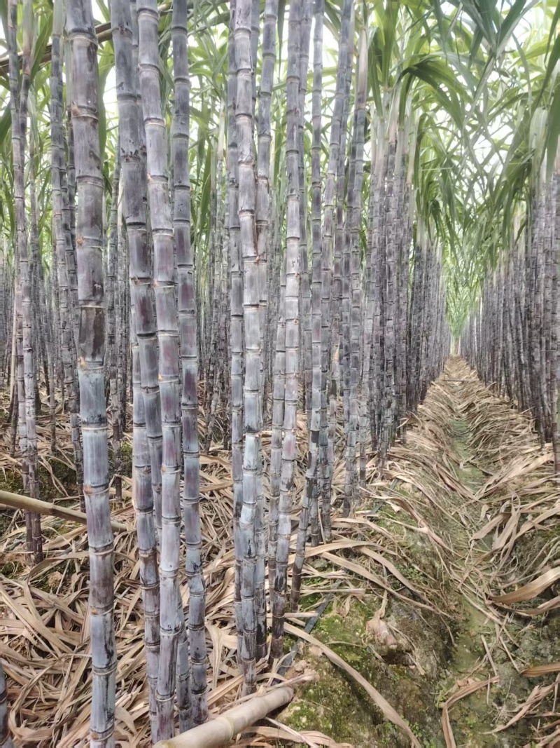 精品黑皮甘蔗货源充足量大从优质量保证产地供应欢迎咨询