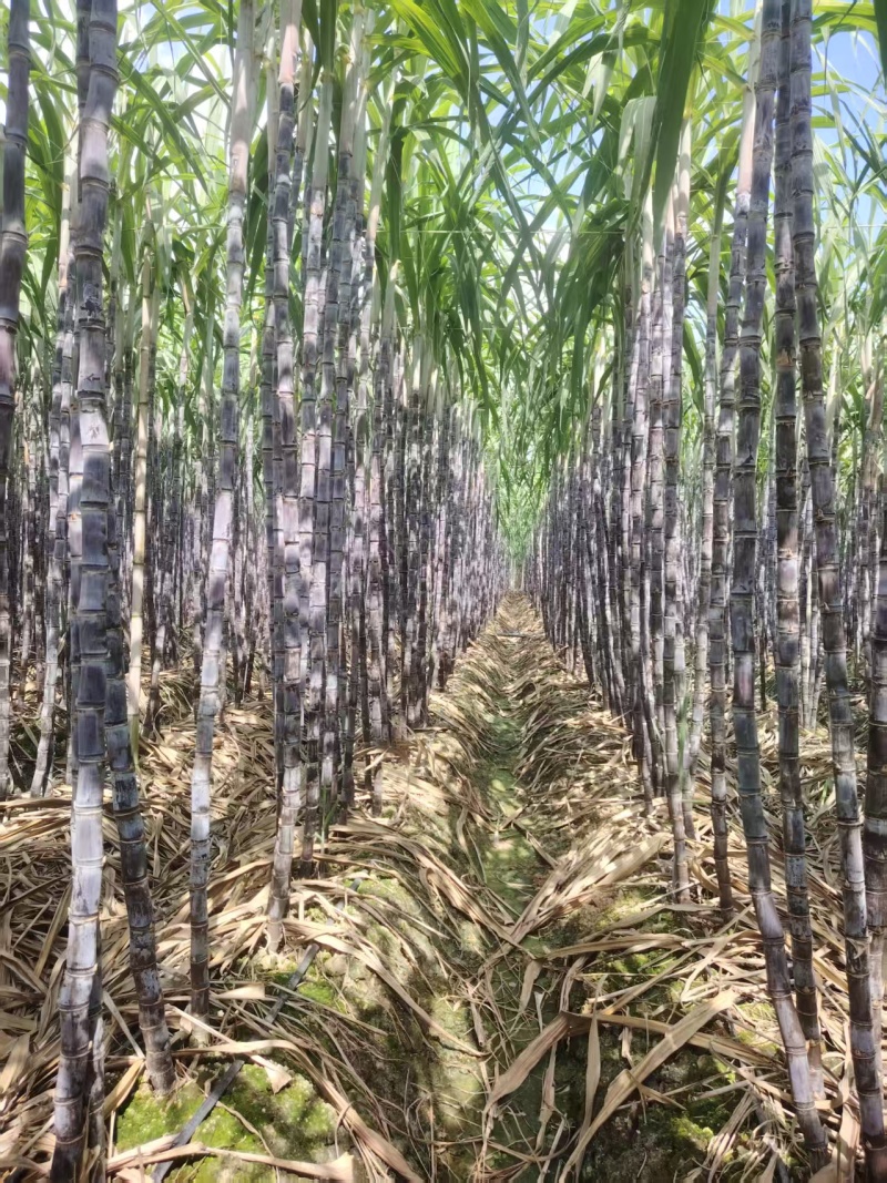 精品黑皮甘蔗货源充足量大从优质量保证产地供应欢迎咨询