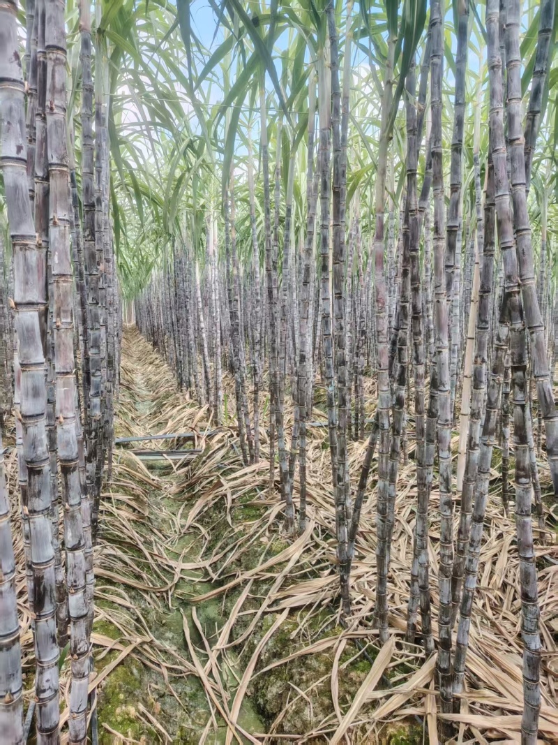 精品黑皮甘蔗货源充足量大从优质量保证产地供应欢迎咨询