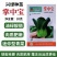 掌中宝小青仔种子上海小青菜种子油绿矮脚迷你型青梗菜种子