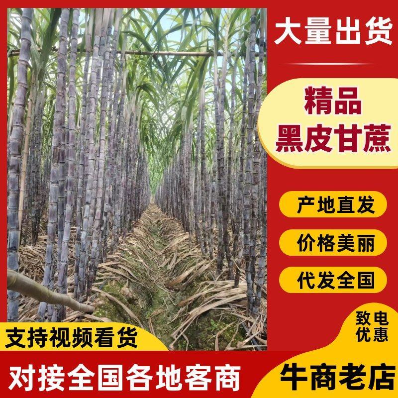 精品黑皮甘蔗产地直发量大从优质量保证诚信经营