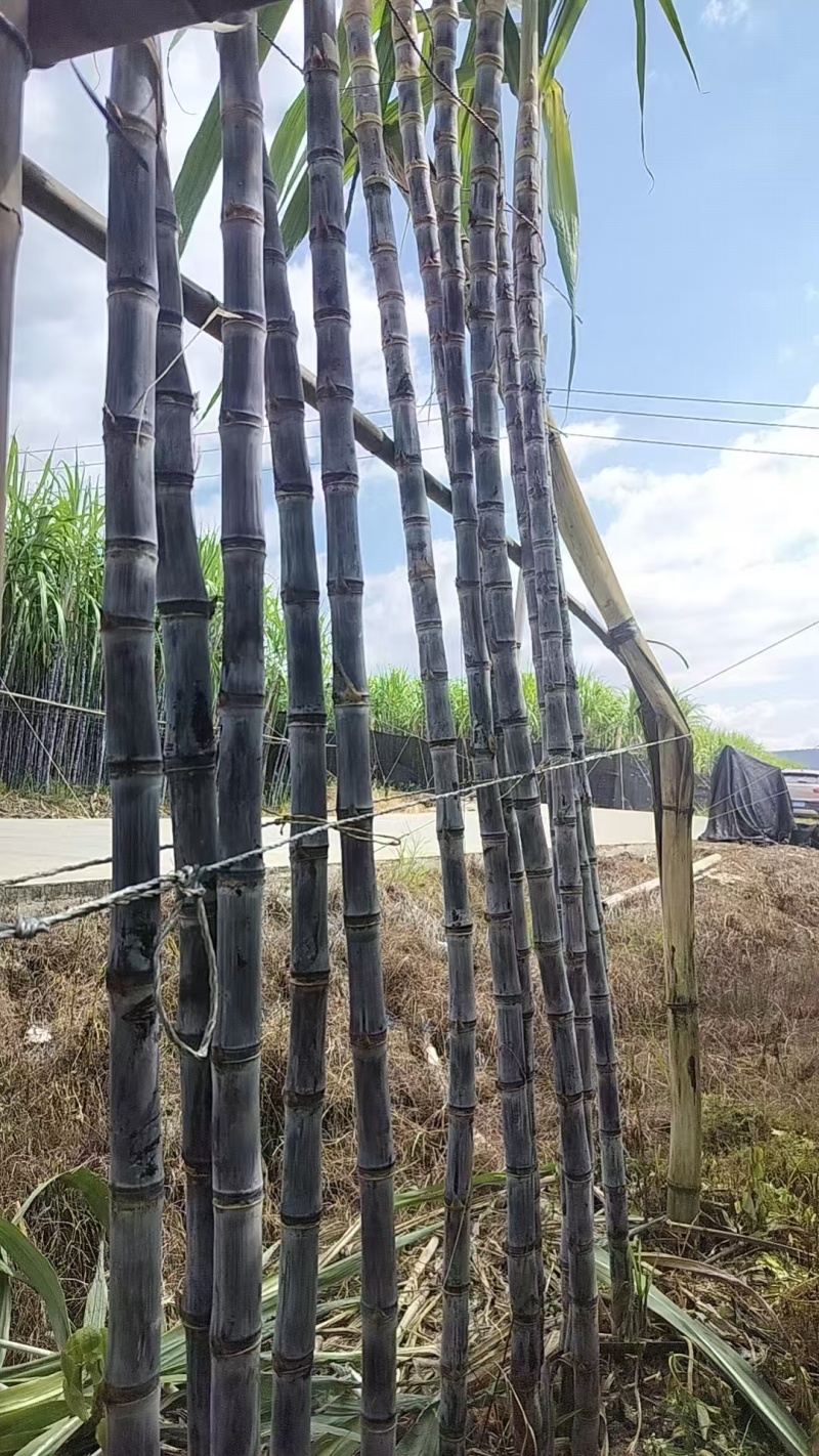 精品黑皮甘蔗产地直发量大从优质量保证诚信经营