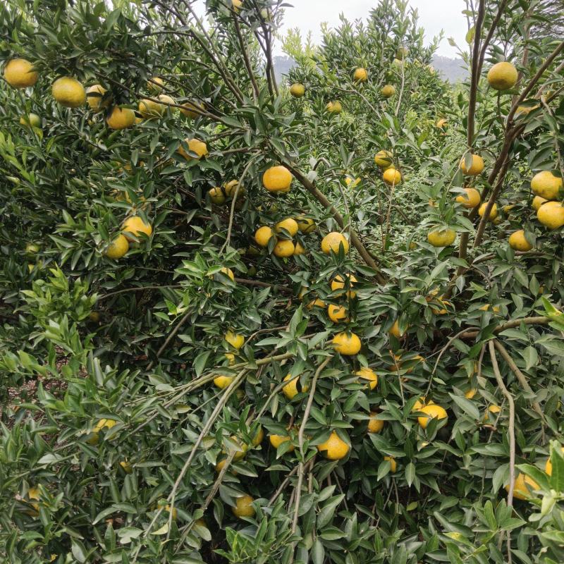 自家果园新会茶枝柑陈皮柑嗮皮柑