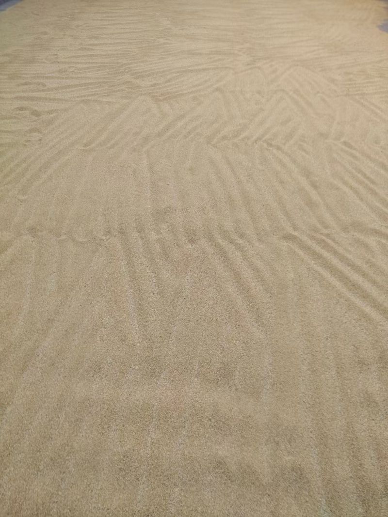 我是农户自己种植的谷子碾的小米大家吃着放心健康优质黄小米