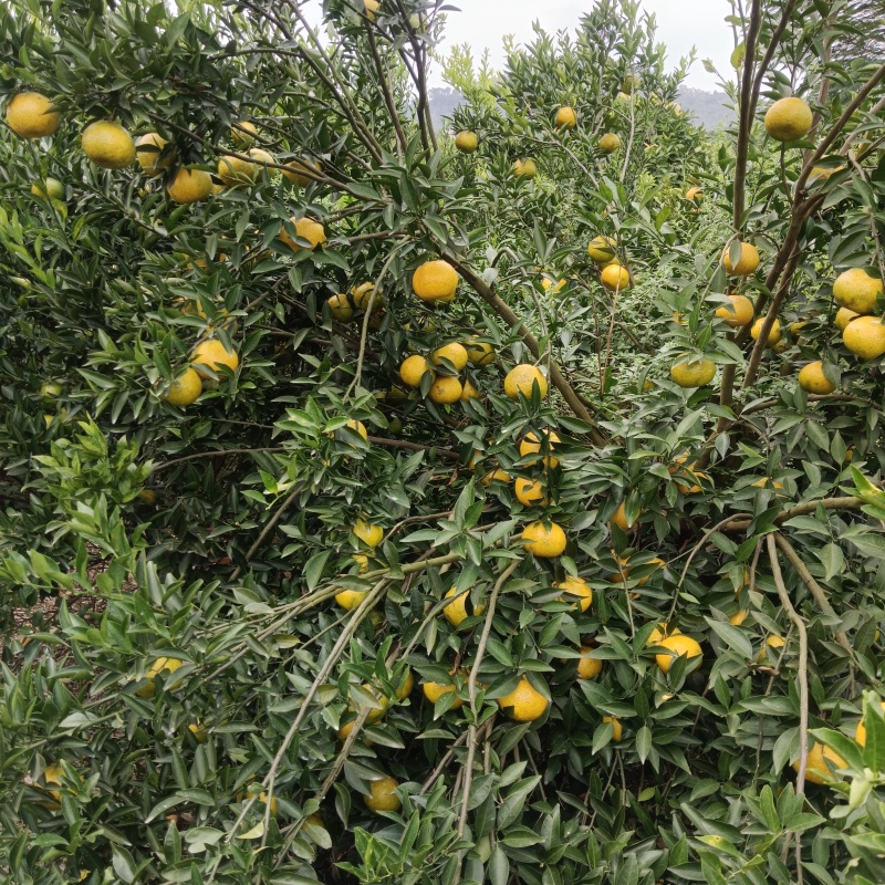 自家果园新会茶枝柑陈皮柑嗮皮柑